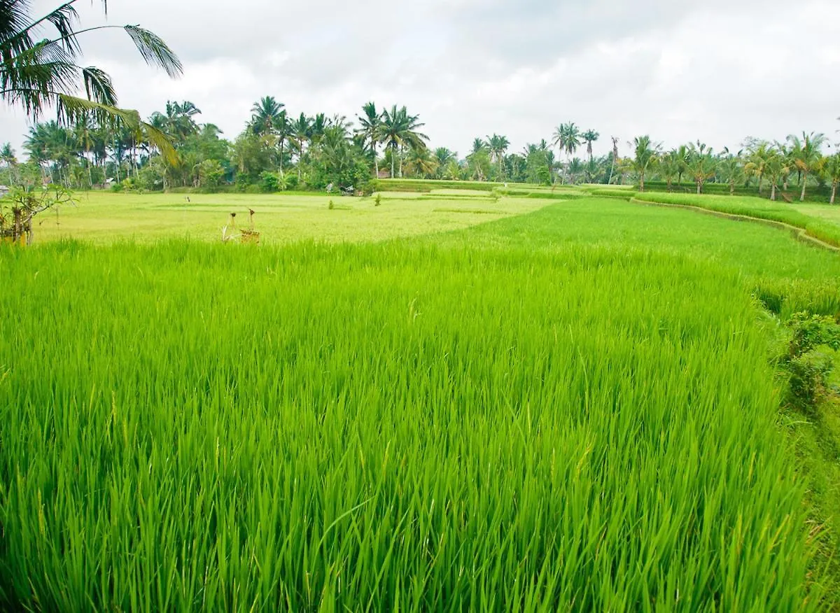 Dina Cottage Ubud 3*, Ubud (Bali) Indonesia